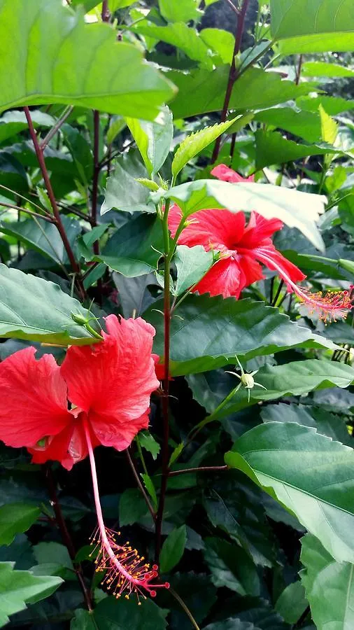 Haere Mai I Te Fare Hotel Teavaro 0*,  Frans-Polynesië