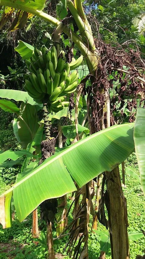 Gæstehus Haere Mai I Te Fare Hotel Teavaro Fransk Polynesien